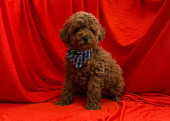 Safkan Toy Poodle Bebekler